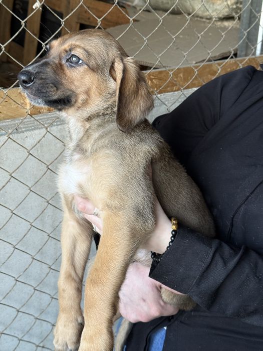 Щенки в добрые руки