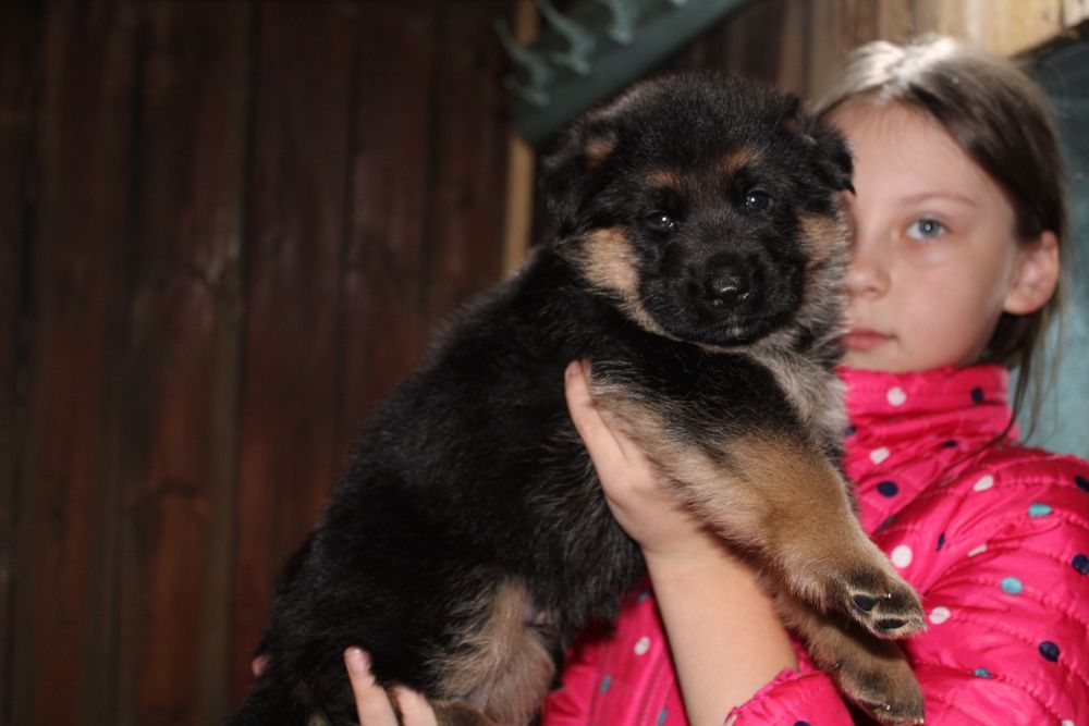 Вязка немецкой овчарки(появился к продаже алиментный щенок, кобель))