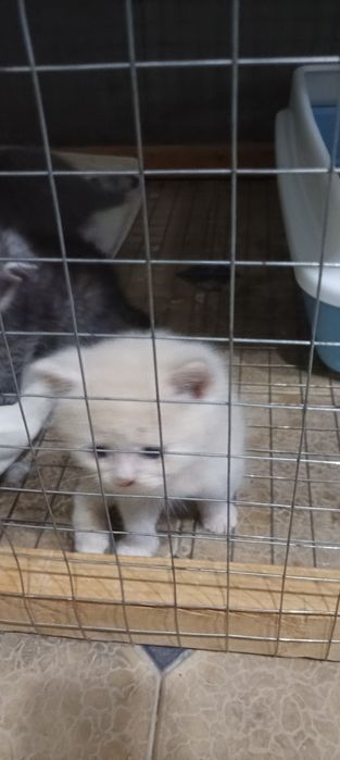 Продается  Кошка