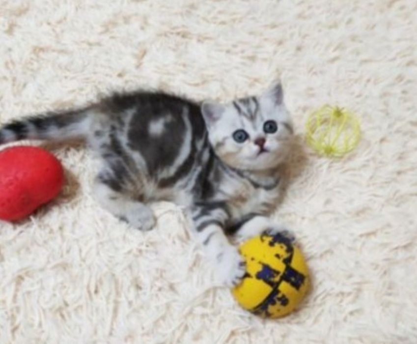 Шотланские котята
