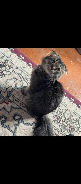 Zotdor mushuk srochna sotiladi