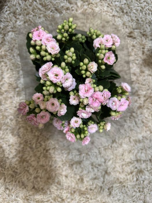 Цветя Каланхое и Антуриум