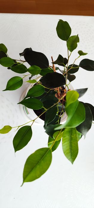 Продается цветок фикус Бенджамин