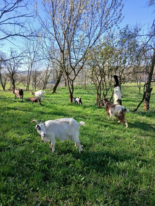 Vand capre sau schimb