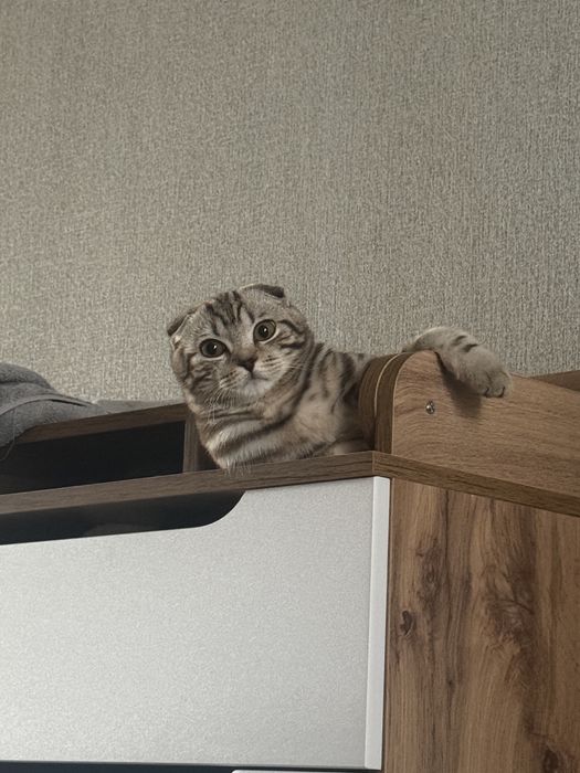 Продаётся шотландский вислоухий кот.