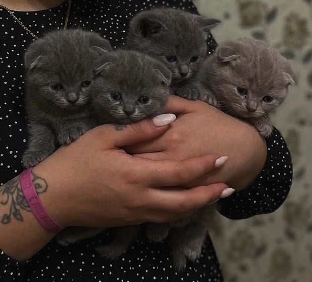 Скоттиш фолды котята бронирование