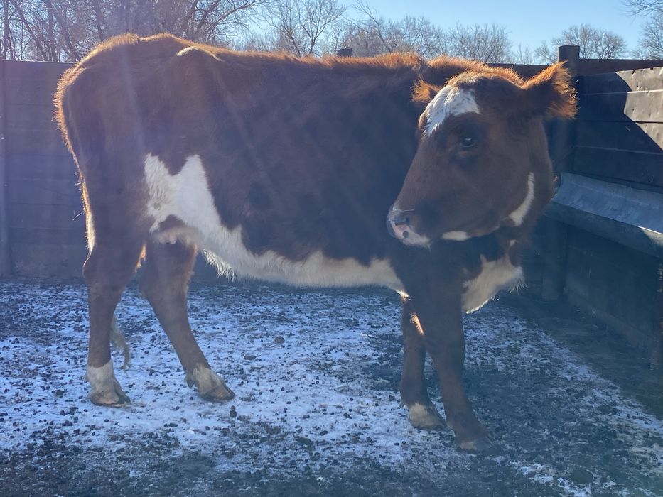 5жасар сиыр согымга 400000тг