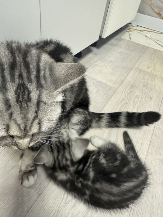 Кошка с катенком