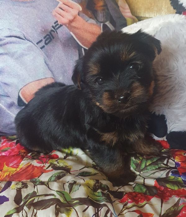 Малко мъжко йорки