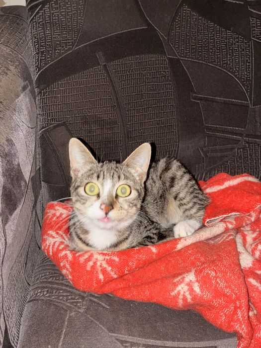 Отдам даром котов и котёнка