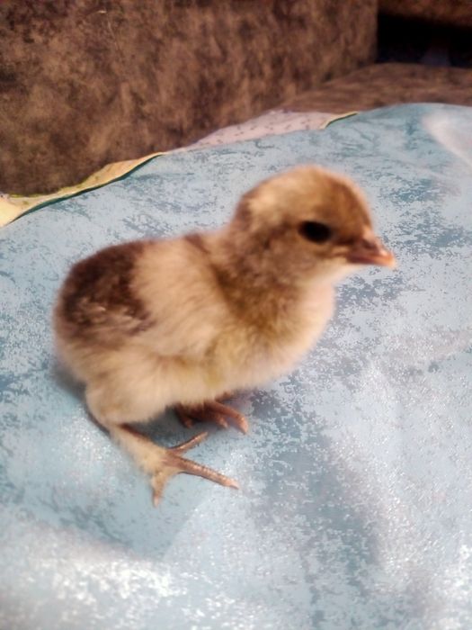 Домашние разноцветные цыплята.