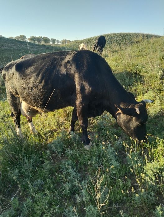 Корова с теленком