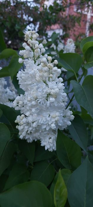 Продажа белой сирени