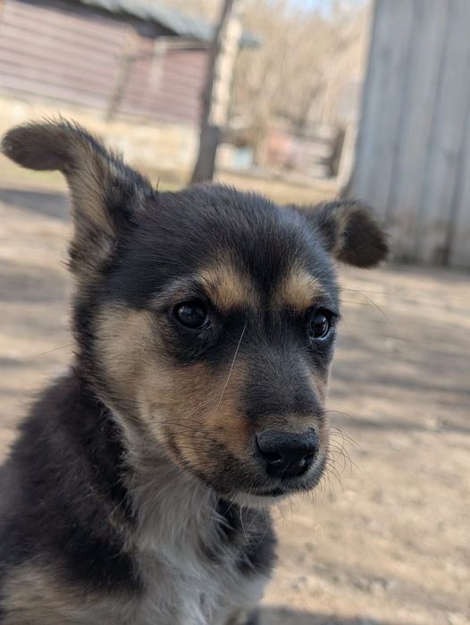 Отдам щенка/щенков