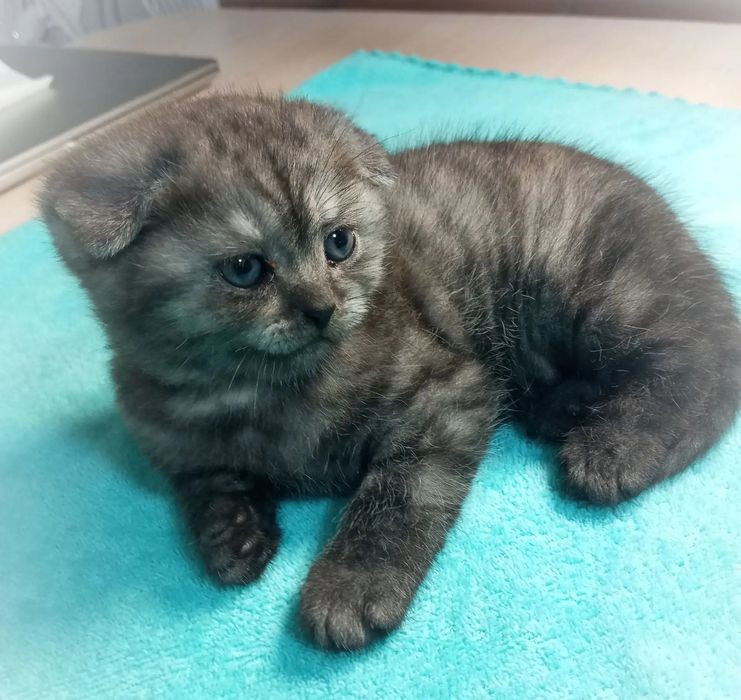Продам шотландского котёнка