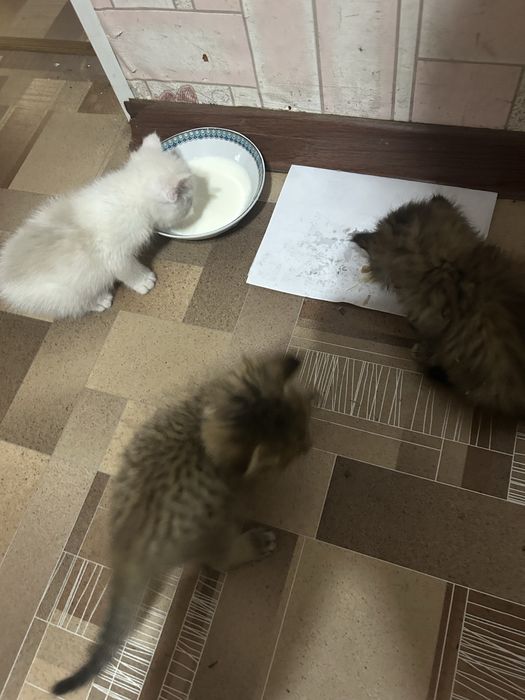 Отдам котят в добрые руки