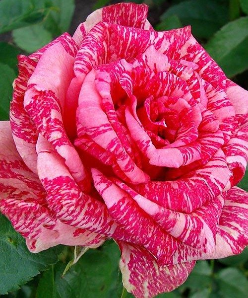 Сортовые корни роз, 1сорт