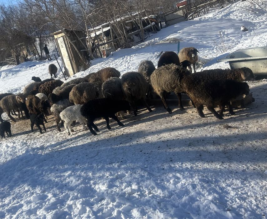 Қозылы қойлар Бараны с ягнятами