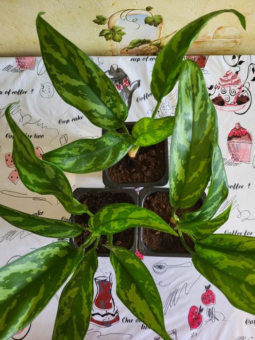 Аглаонема "Мария"