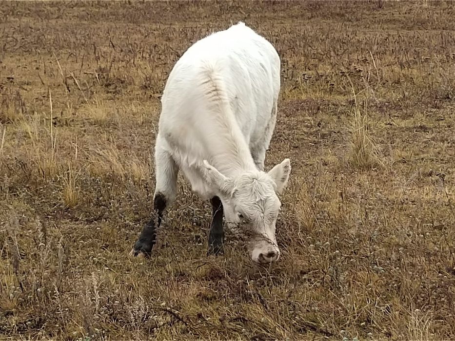 Порно көру: қызы мен әкесі блять