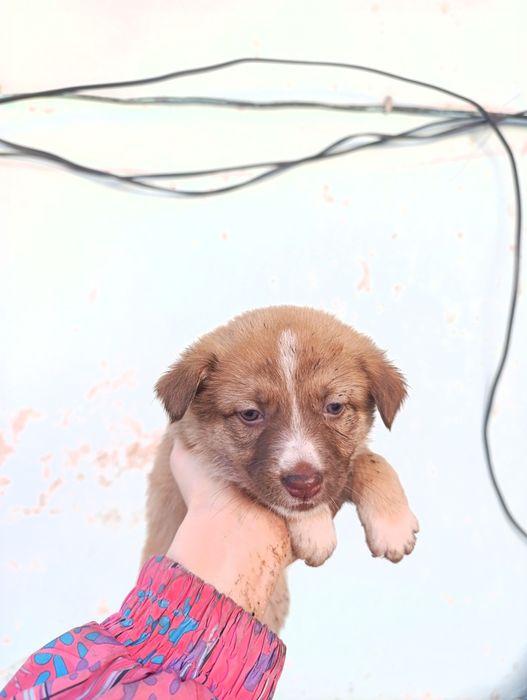 Щенки помесь с хаски