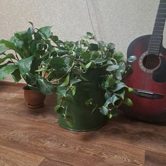 Цветок комнатный большой продам