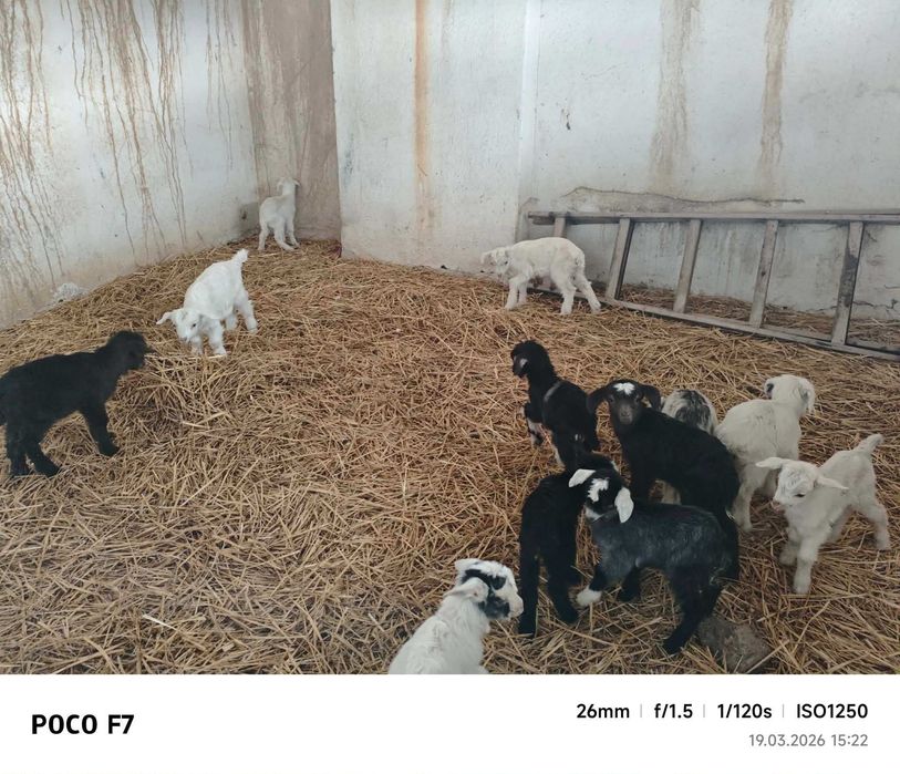 10 евро за брой ярета на няколко дни сукалчета