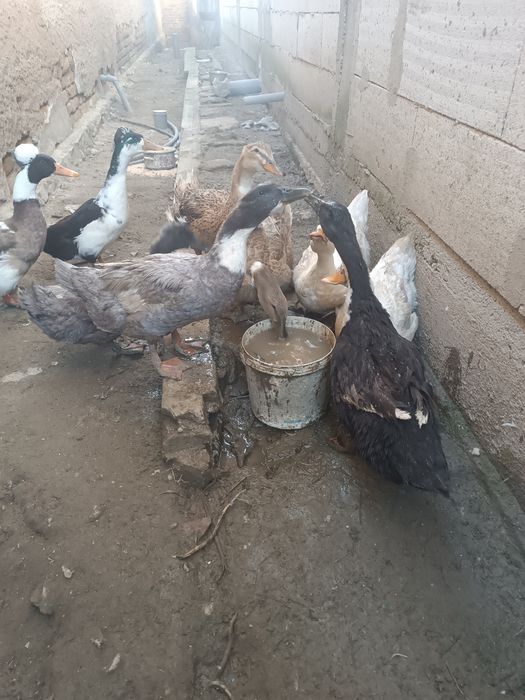 Vând 7 rațe și doi rățoi