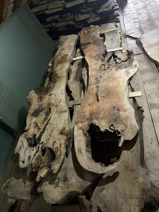 Blaturi de masa nuc stejar frasin salcam