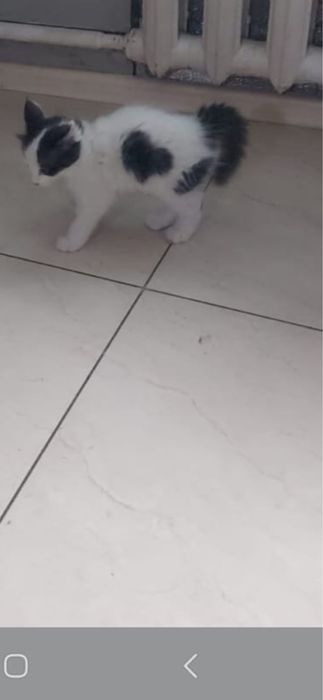 Котенок мальчик с сердечком на шерсти