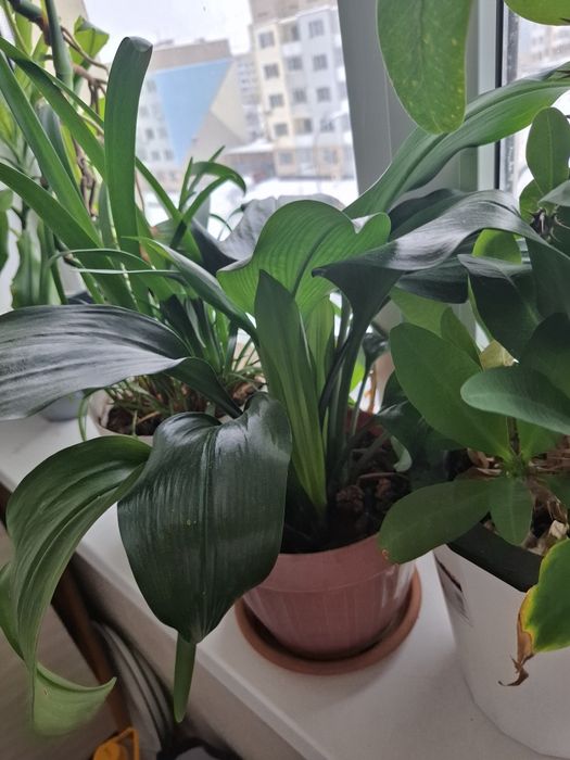 Комнатные растение хорошая