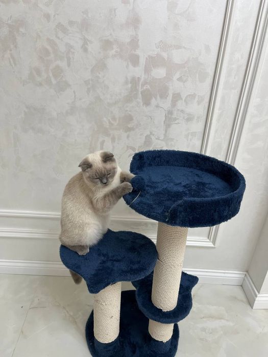 Rechirt Shahrisabz вязка