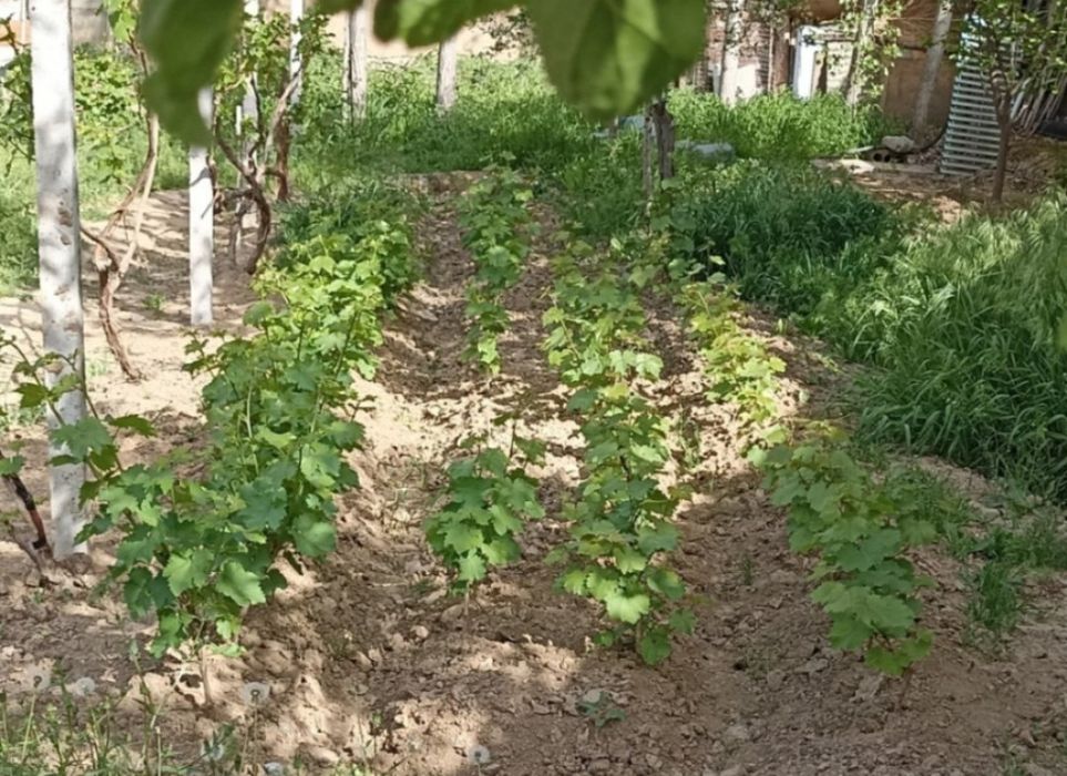 Узум ва ёнғоқ кўчатлари сотилади