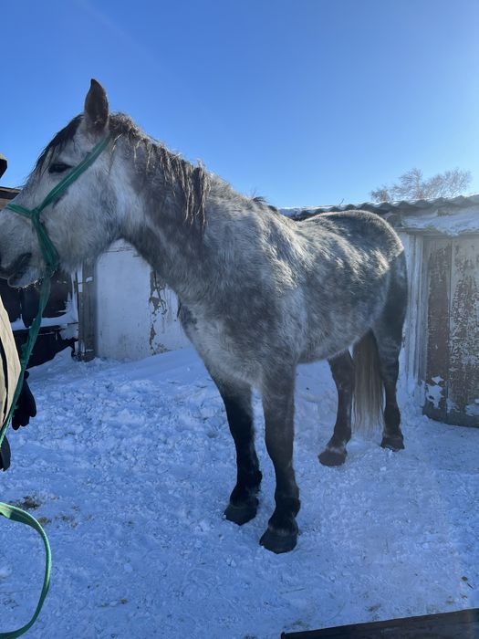 Жеребец 5 летка