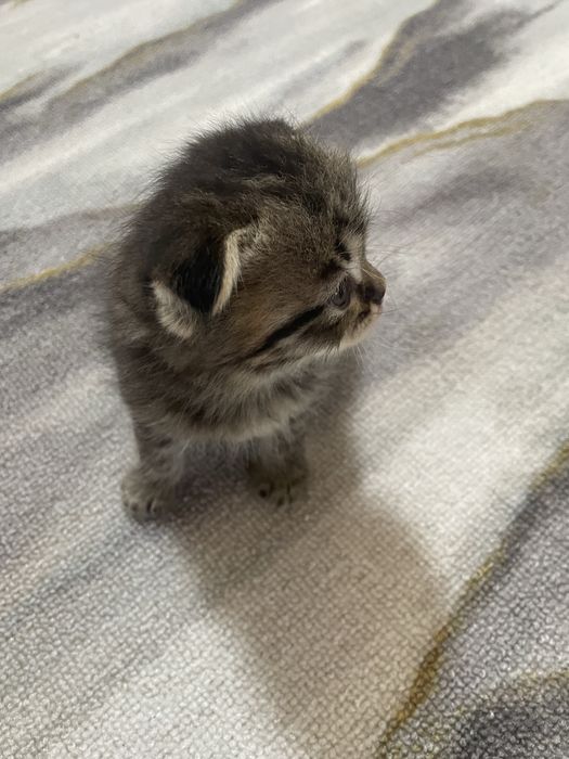 Отдам котят.