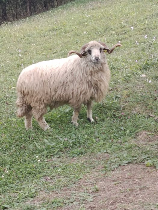 Berbec de prăsilă/ montă