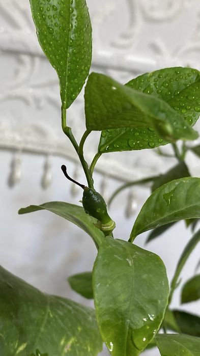 Лимонное дерево с плодами и бутонами