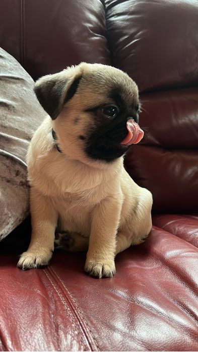 Fetita pug cu pedigree FCI
