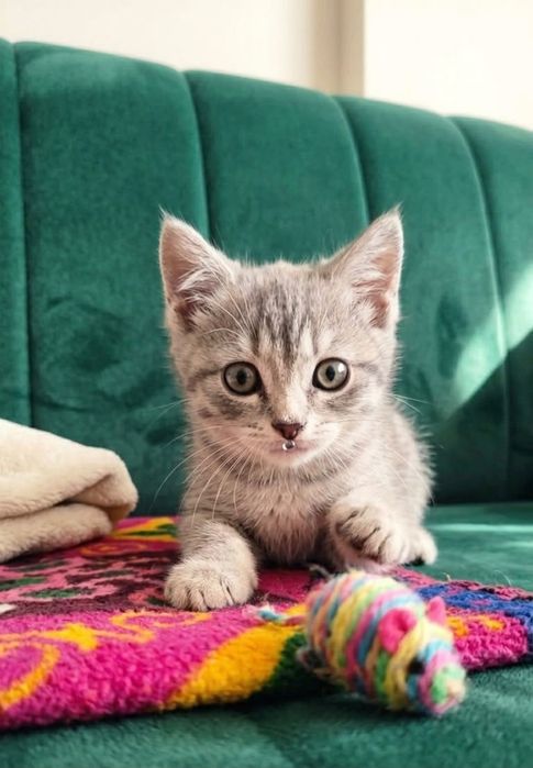 Котенок в добрые руки