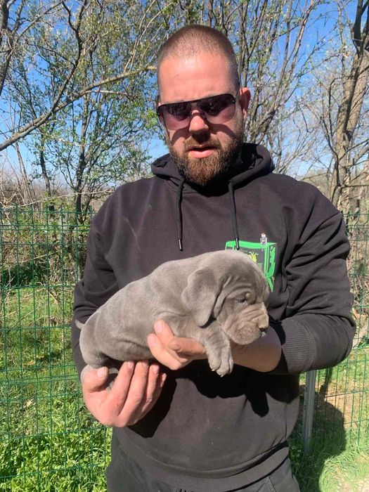 Кане Корсо гр.Харманли - мъжки и женски