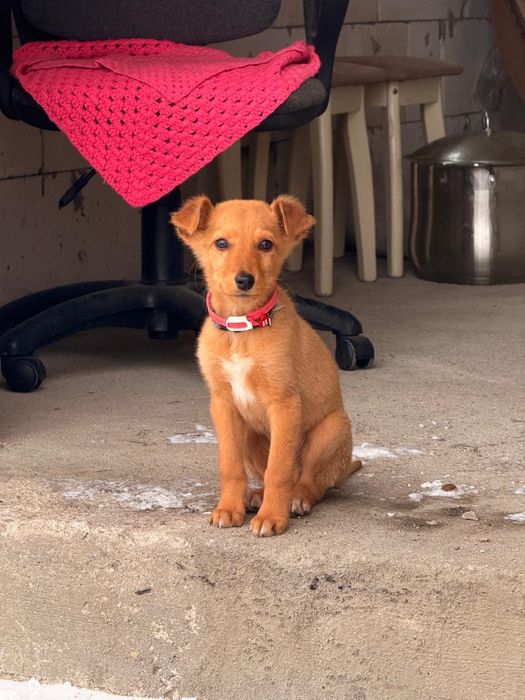 Собака в добрые руки