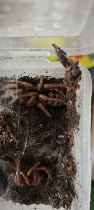 Hapalopus sp. "Columbia Gross"