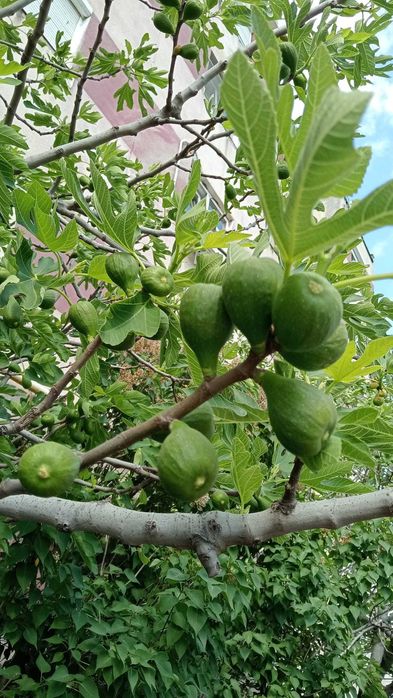 Smochini la ghiveci. Inclusiv pt balconul tau! Sigur culegi fructe.