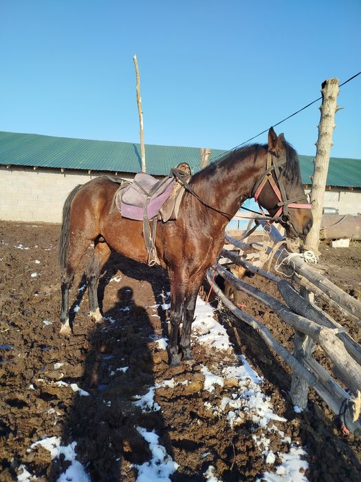 Айғыр бесті жеребец тазақанды