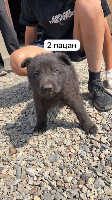 продам щенков немецкой овчарки