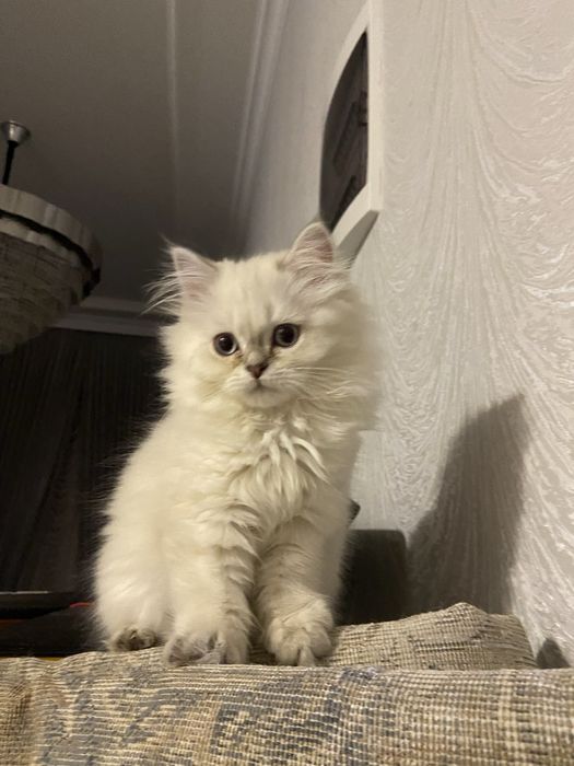 Кошечка продается