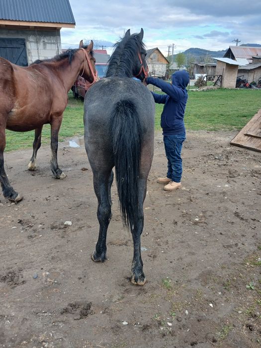 Manz de vânzare sau skimb cu viței