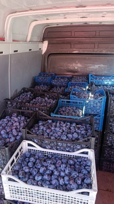 Prune pentru țuică