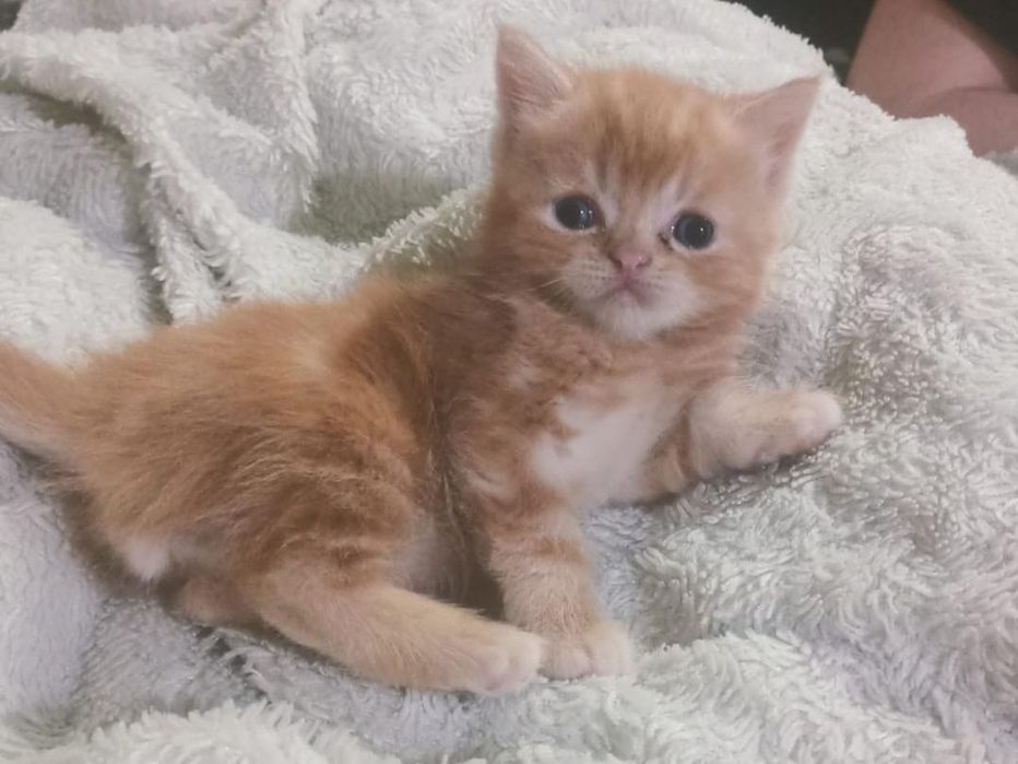 Продам котят британцев