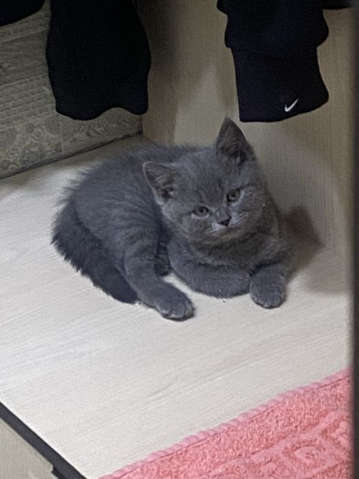 Британская кошечка